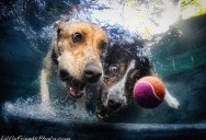 12 Underwater Photos of Dogs Fetching Their Ball