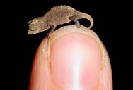 The Tiniest Chameleon in the World