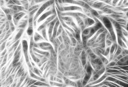 Picture of the Day: The Fractal Tiger