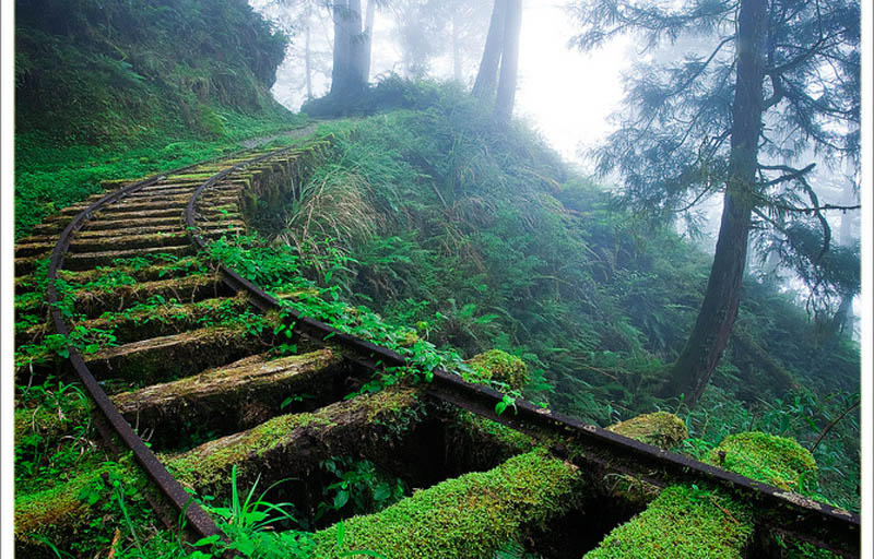 Picture of the Day: Overgrown Railroad Tracks in the Forest 