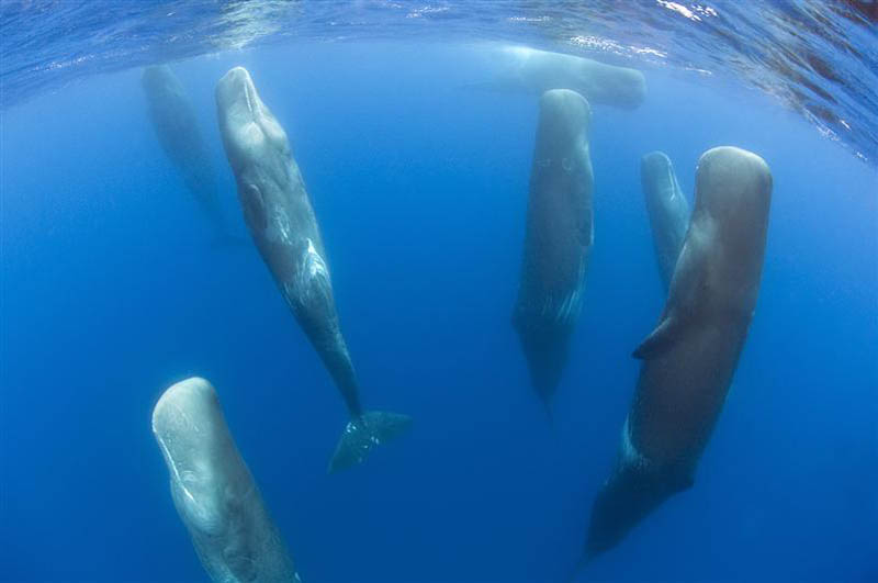 Picture of the Day: A Pod of Sleeping Sperm Whales