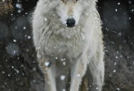 Picture of the Day: The Lone Wolf