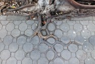 Picture of the Day: Adaptive Roots in the Concrete Jungle