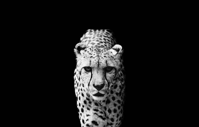 black and white leopard photography