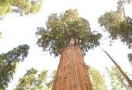 Picture of the Day: The Largest Tree in the World