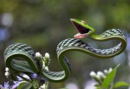 Picture of the Day: The Stunning Green Vine Snake