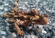 Picture of the Day: The Thorny Devil