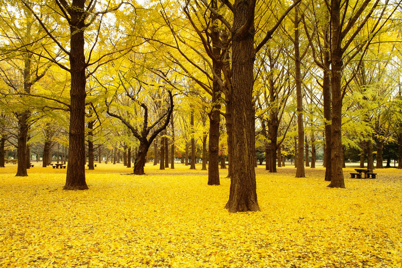 Picture of the Day: Autumn in Yoyogi Park, Tokyo
