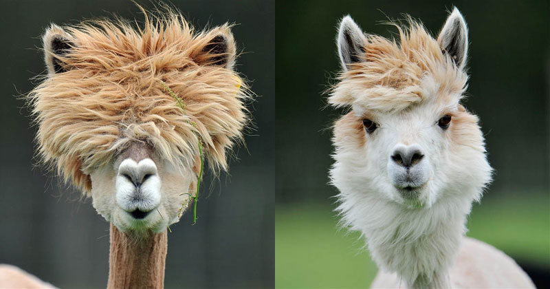 25 Alpacas with the Most Amazing Hair Ever » TwistedSifter