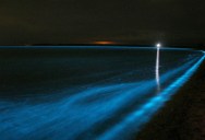 The Great Bioluminescence of 2009