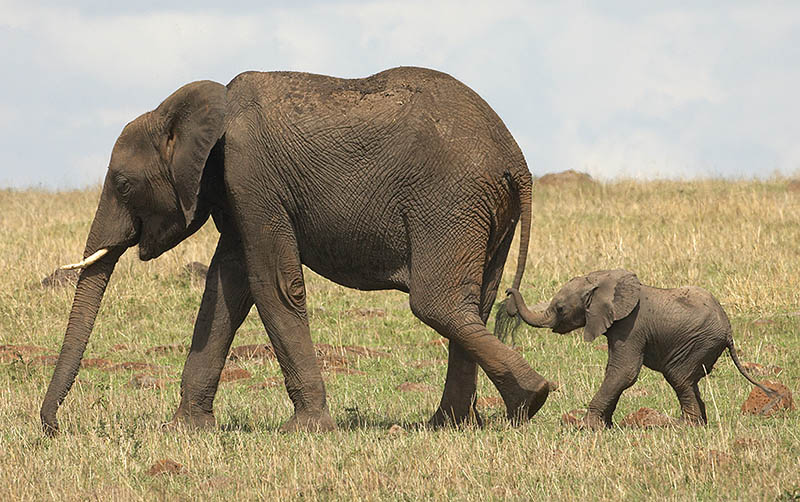 The 35 Cutest Baby Elephants You Will See Today » TwistedSifter