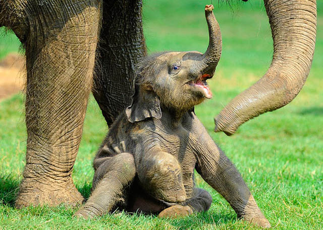 The 35 Cutest Baby Elephants You Will See Today » TwistedSifter