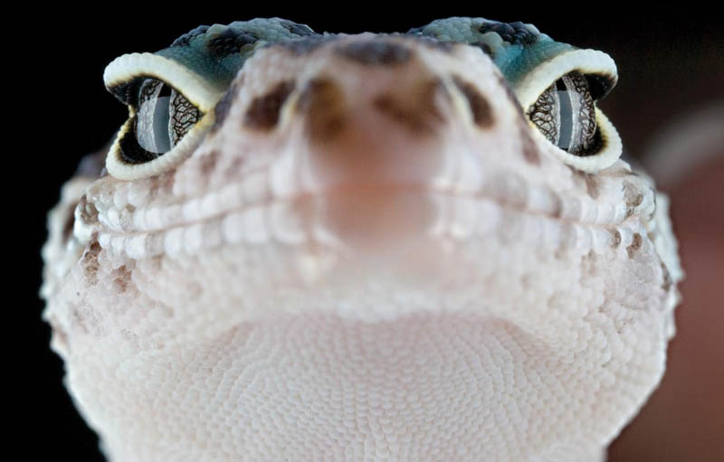 Picture of the Day: Macro Gecko