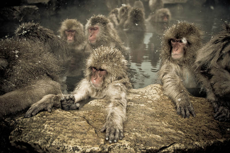 Snow Monkeys in Hot Springs of Nagano, Japan