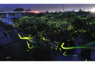 Beautiful Long Exposures of Fireflies at Night