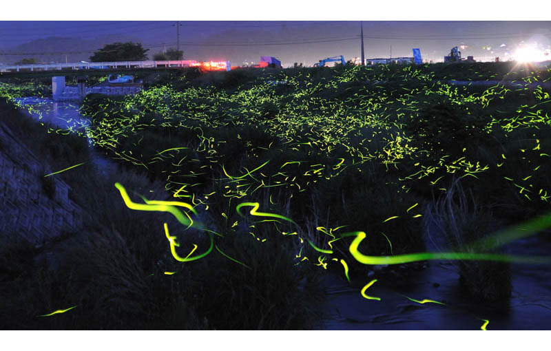 Beautiful Long Exposures of Fireflies at Night