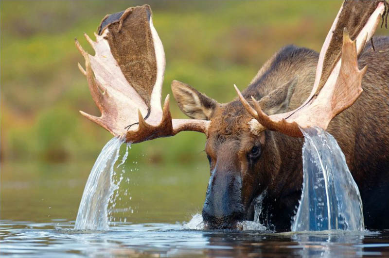 Picture of the Day: Water Cascading from a Moose's Antlers