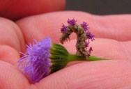 Crafty Caterpillar Puts Flowers on Back for Camouflage