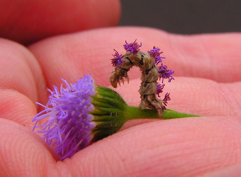 Crafty Caterpillar Puts Flowers on Back for Camouflage