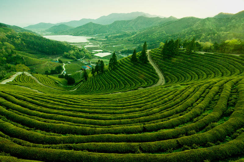 Picture of the Day The Tea Fields of Boseong, Korea » TwistedSifter