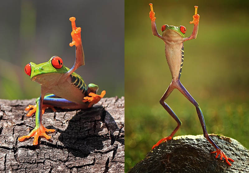 frog that looks like it is giving the middle finger