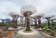 The Supertrees of Singapore