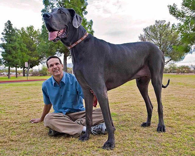 Giant George The Tallest Dog In The World TwistedSifter Giant George The Tallest Dog In The World TwistedSifter
