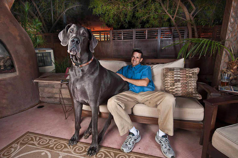 Giant George – The Tallest Dog in the World.
