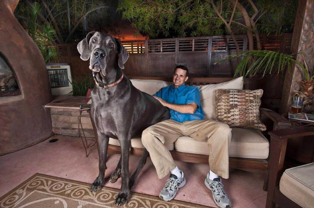 Giant George – The Tallest Dog in the World » TwistedSifter