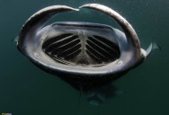 Picture of the Day: The Mouth of the Manta Ray