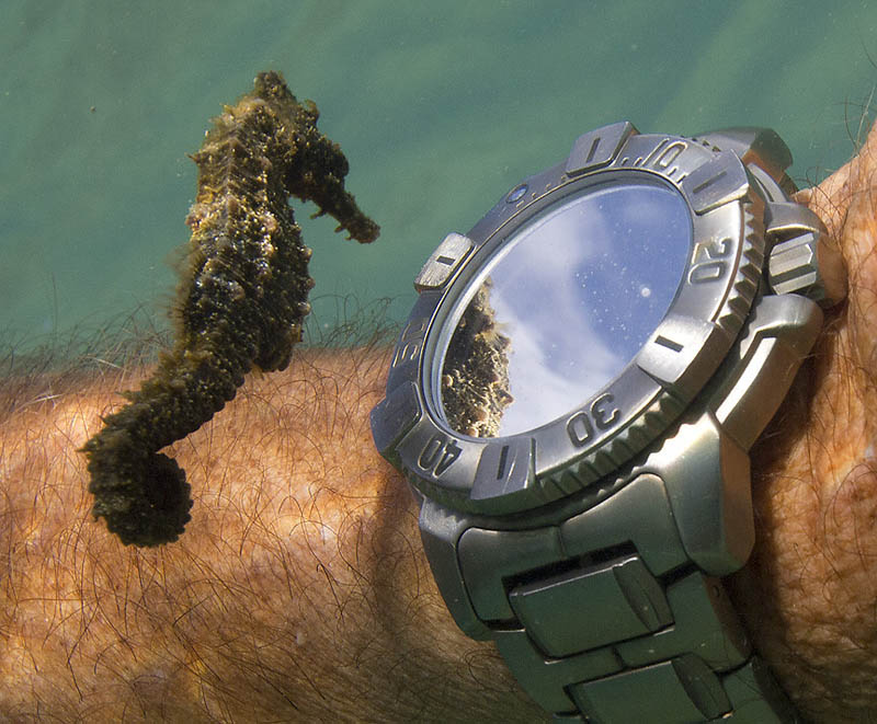 seahorse checks out divers watch and own reflection underwater