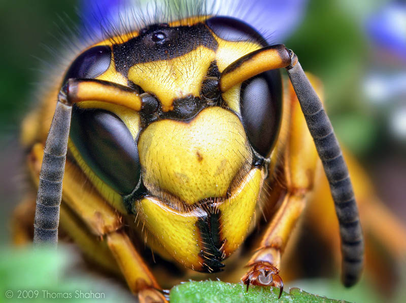 Macro Insect Photography by Thomas Shahan