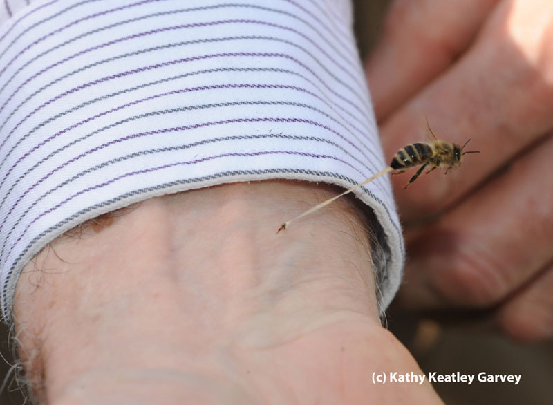 Picture of the Day: The Honeybee's Final Sting
