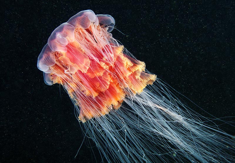 Picture of the Day: The Lion's Mane Jellyfish