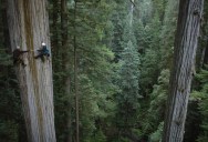 Picture of the Day: Scaling the Mighty Redwood