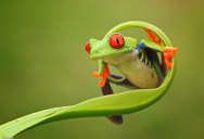 Picture of the Day: This Frog is Fabulous