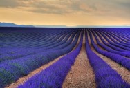 15 Stunning Photos of Lavender Fields Around the World