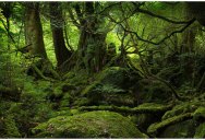 Picture of the Day: The Moss Covered Forest of Yakushima