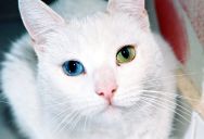 20 Animals with Two Different Colored Eyes