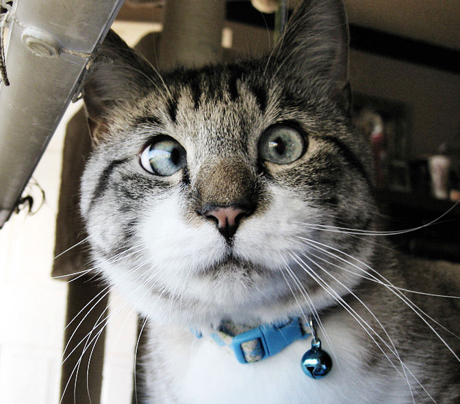 The Cutest Cross-Eyed Cat Ever [9 pics] - TwistedSifter