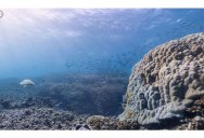 Google Adds First Underwater Panoramas to Maps and Street View