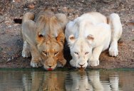 Picture of the Day: Lionesses at the Watering Hole