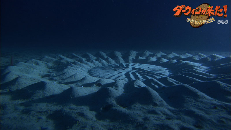 Fish Creates Beautiful Sand Art in the Name of Love - TwistedSifter