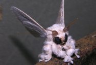 Picture of the Day: The Venezuelan Poodle Moth