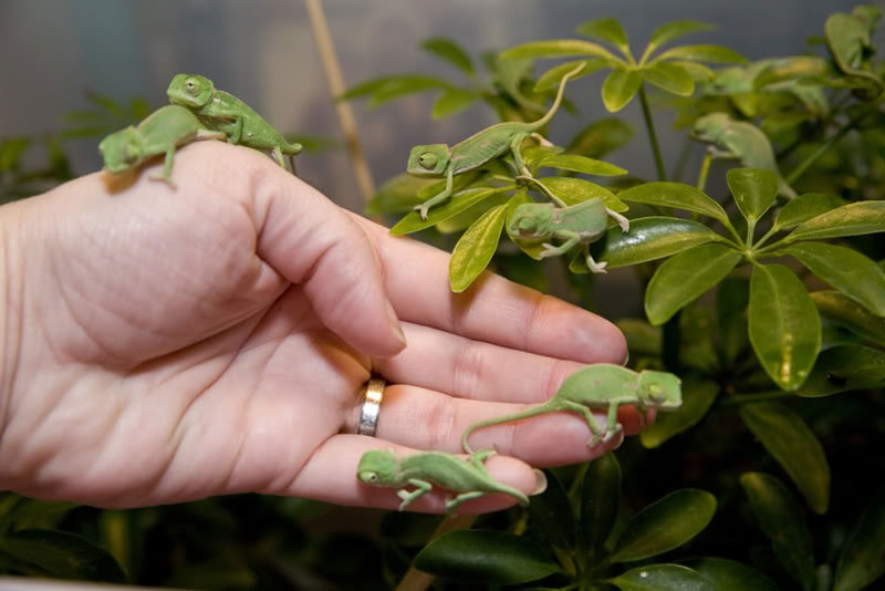 Picture of the Day: Adorable Baby Chameleons