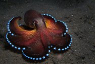 Picture of the Day: The Coconut Octopus