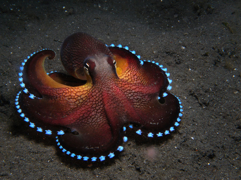 Picture of the Day: The Coconut Octopus