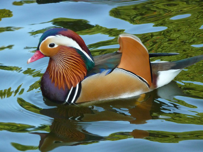 The World’s Most Colorful Duck