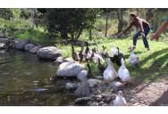 Rescued Ducks Swim For Their First Time Ever
