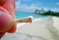 Picture of the Day: A Tiny Hermit Crab Close-up
